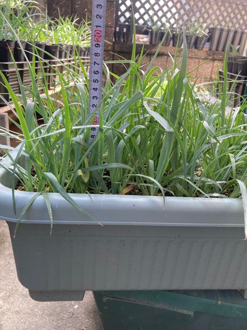 ユッカロストラータ110株＋α