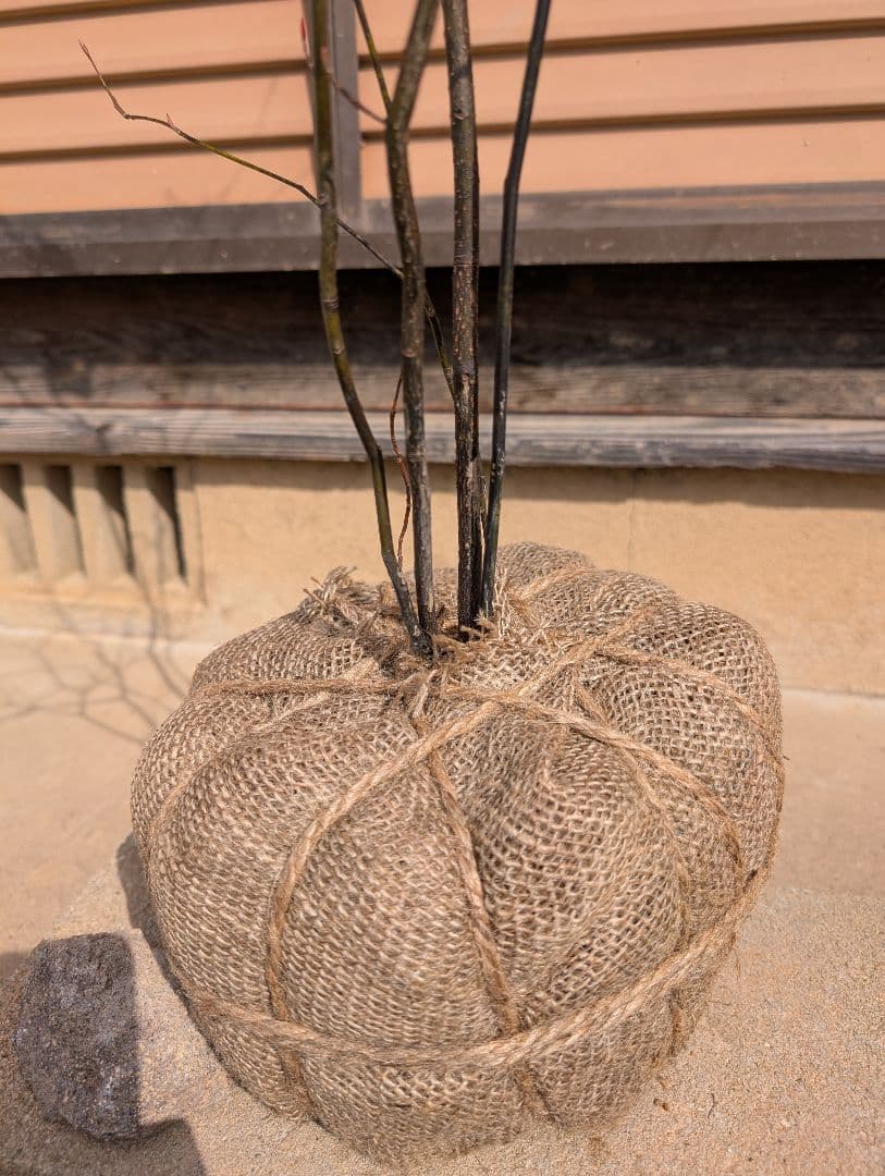 クロモジ　株立　②