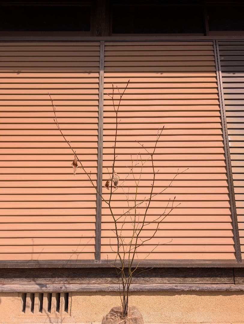 クロモジ　株立　②