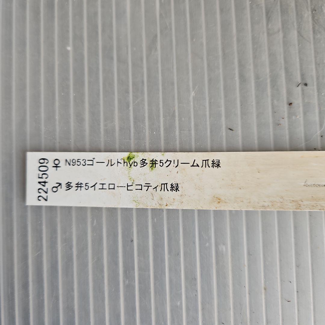 ㉖-448クリスマスローズ