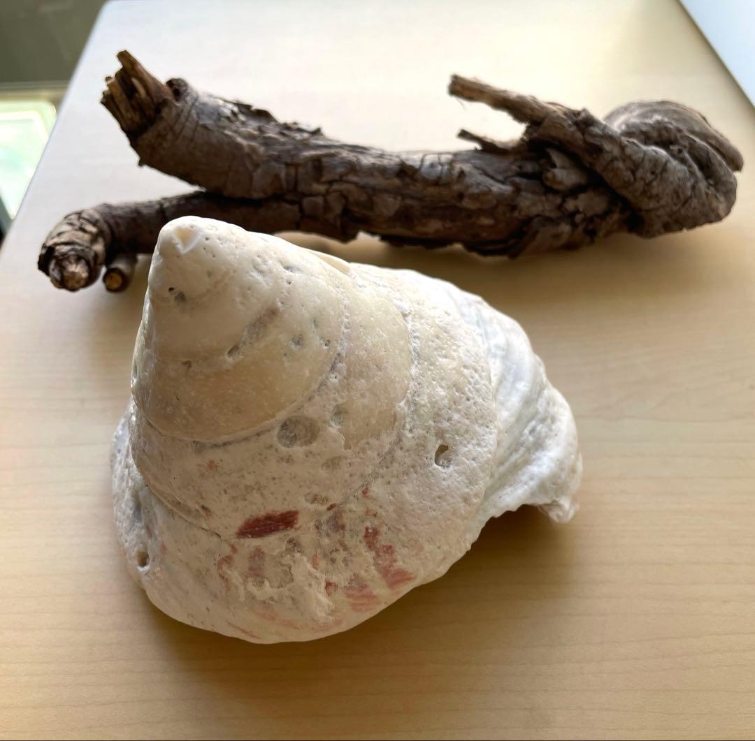 沖縄産 巨大貝殻と流木のセット 1点もののインテリア