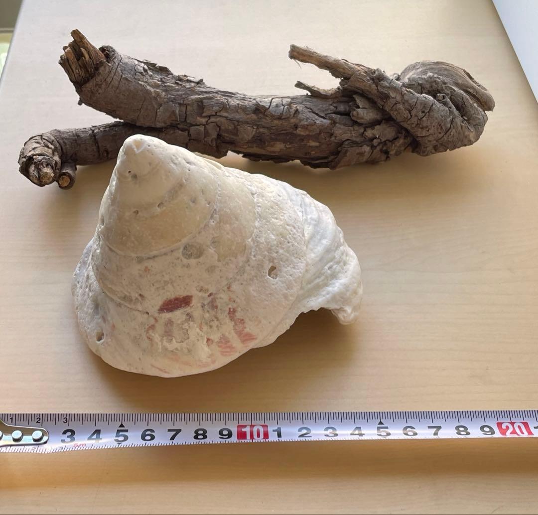 沖縄産 巨大貝殻と流木のセット 1点もののインテリア