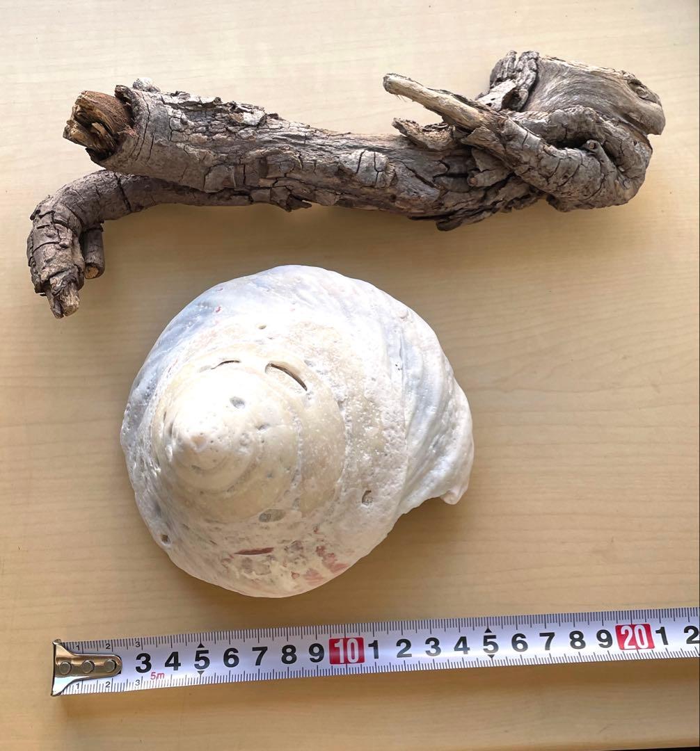 沖縄産 巨大貝殻と流木のセット 1点もののインテリア