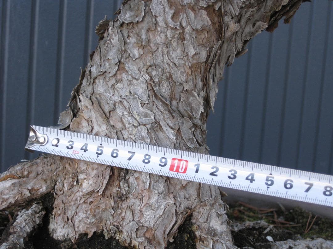 黒松盆栽　樹高６８ｃｍ　３５ｋｇ　佐川便着払い