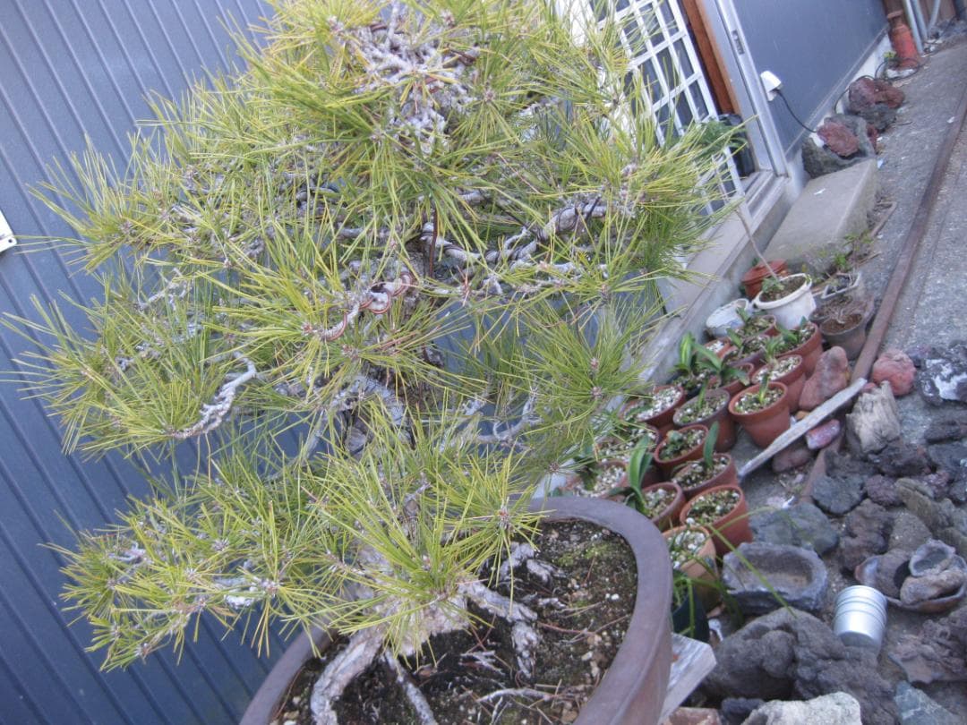 黒松盆栽　樹高６８ｃｍ　３５ｋｇ　佐川便着払い