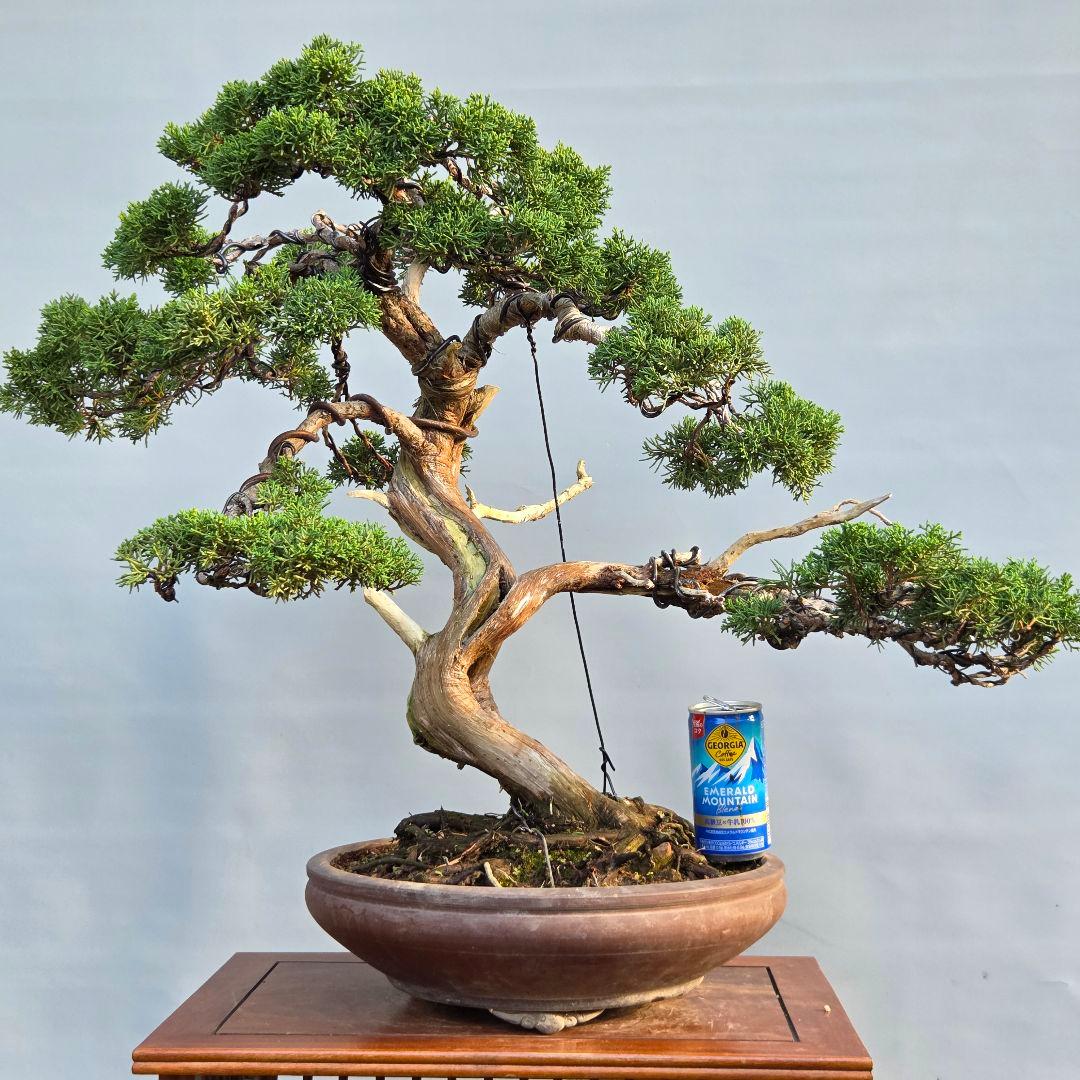 真柏　[舎利幹模様木]　大品盆栽