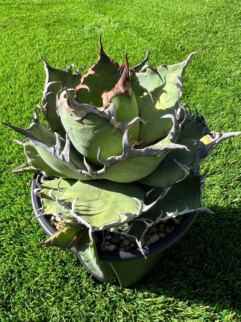 アガベ チタノタ　シーザー　コレクション株　トニー血統　親株出品