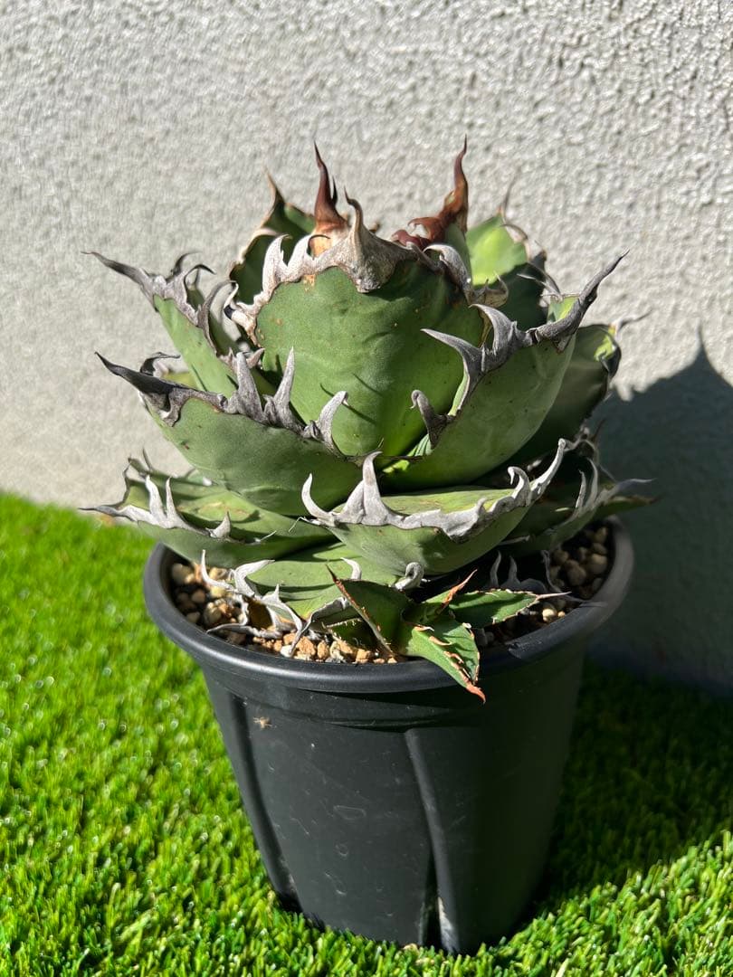 アガベ チタノタ　シーザー　コレクション株　トニー血統　親株出品