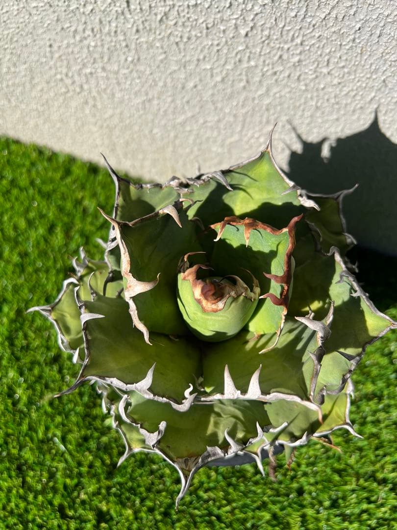 アガベ チタノタ　シーザー　コレクション株　トニー血統　親株出品