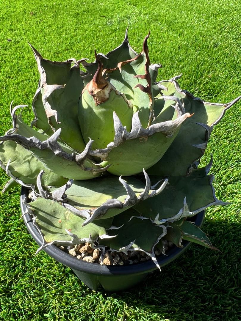 アガベ チタノタ　シーザー　コレクション株　トニー血統　親株出品