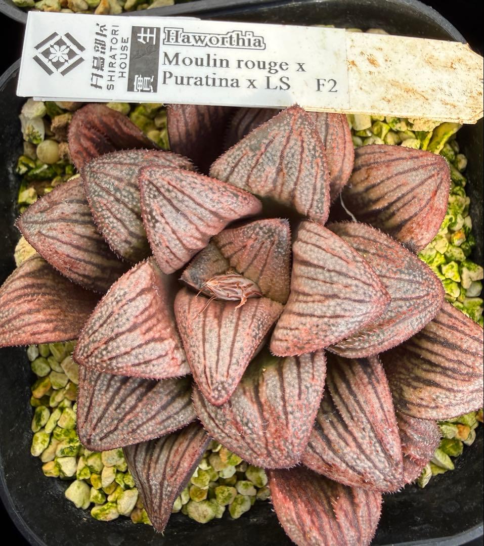 多肉植物　ハオルチア ハオルシア 白鳥部屋実生