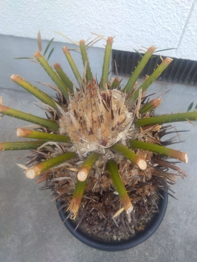 ソテツ　特大株❗　か