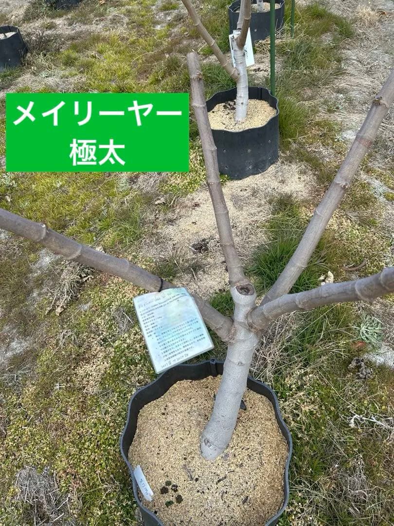 イチジク穂木極太　ご注文お伺いします。
