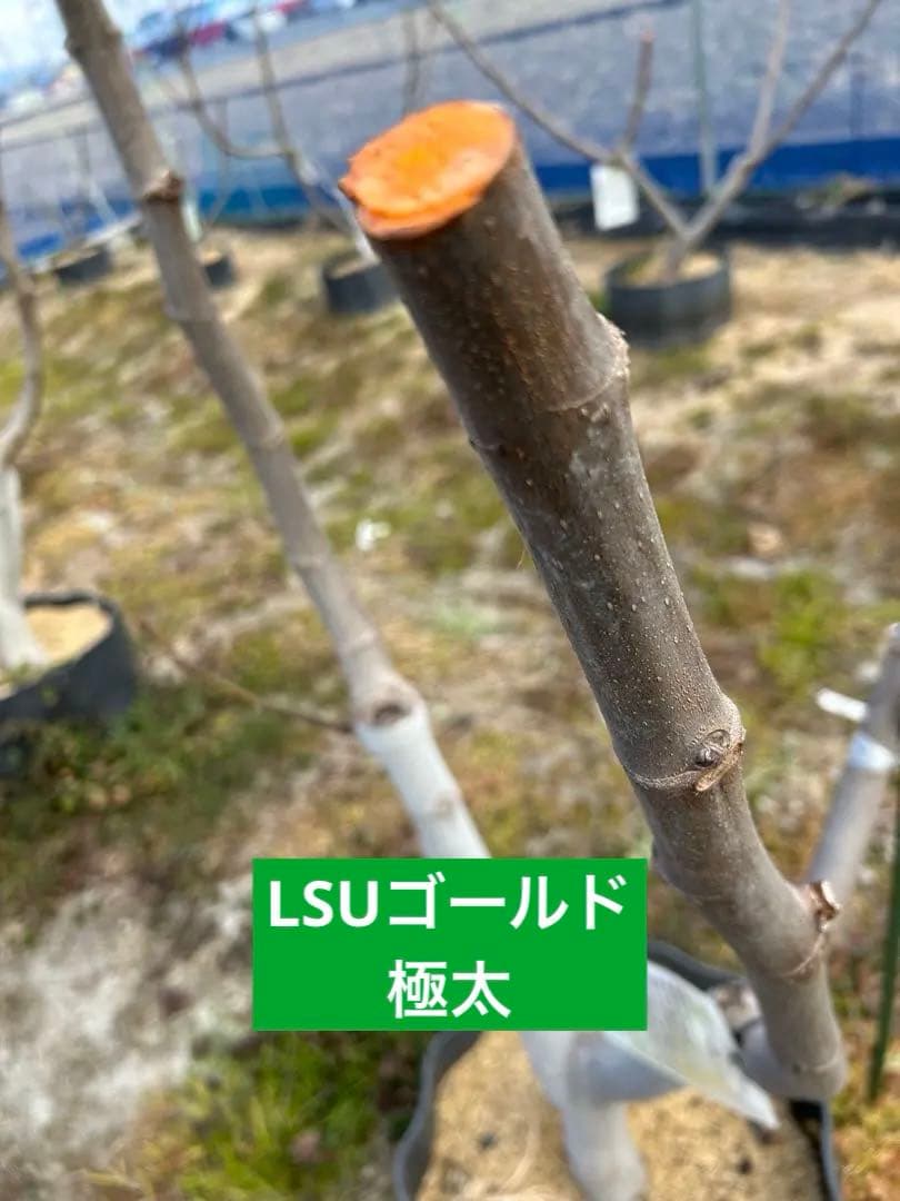 イチジク穂木極太　ご注文お伺いします。