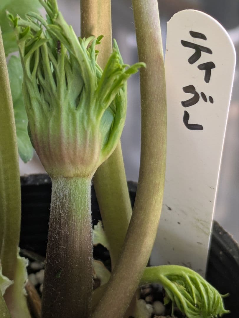 ♡sako様♡