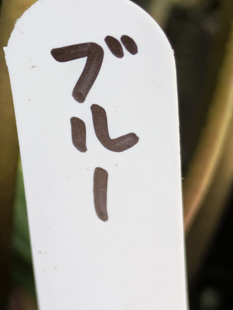 ♡sako様♡