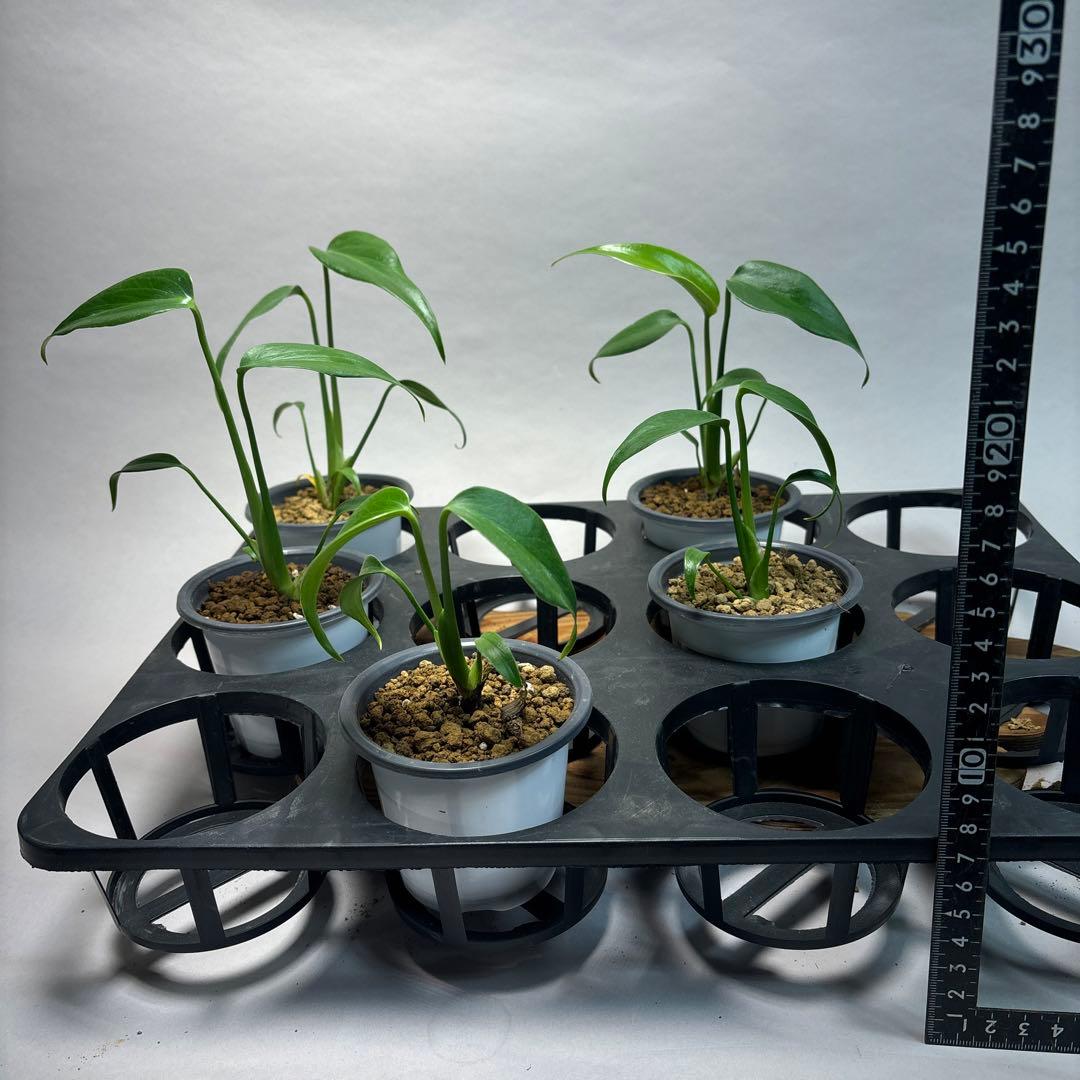 Ｑ*様 5株セットms19 モンステラ バールマルクスフレーム