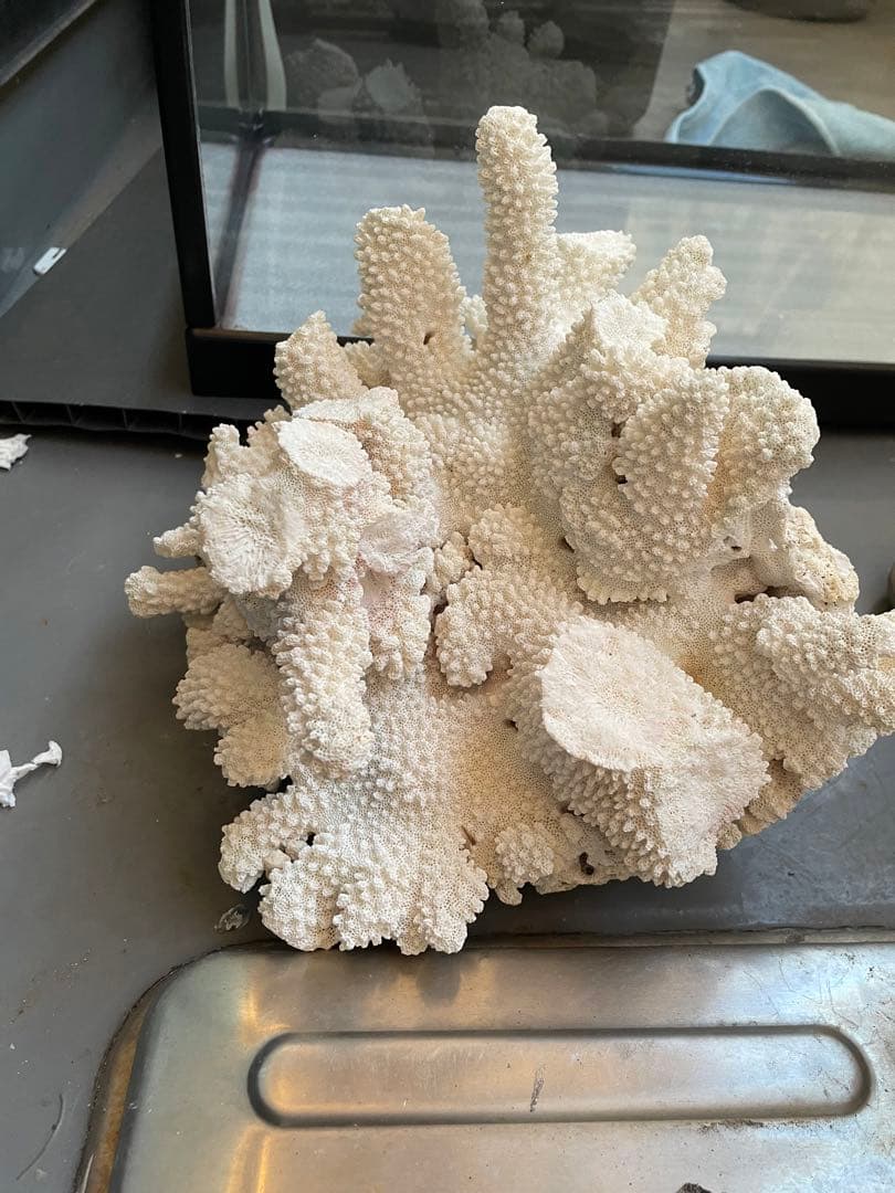ホワイトサンゴ 自然形状 アクアリウム用