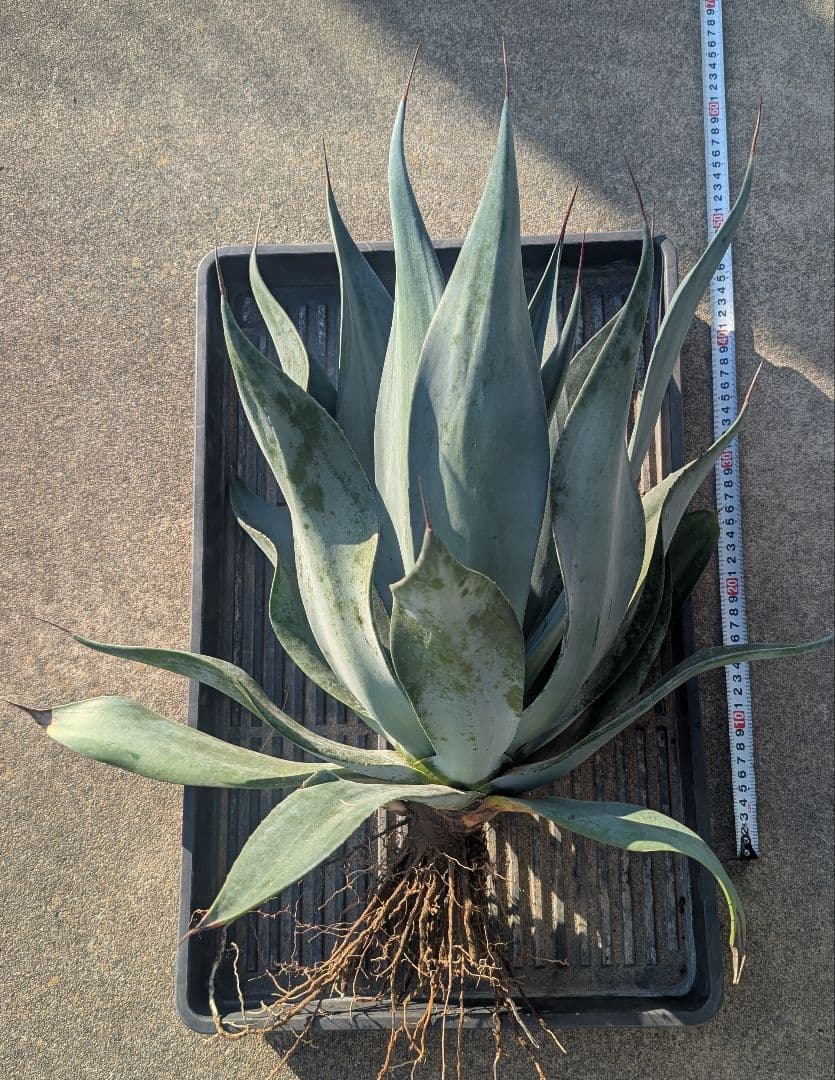 アガベ☆ アメリカーナ変種 『闇夜烏』 特大株　路地植え向き 美株