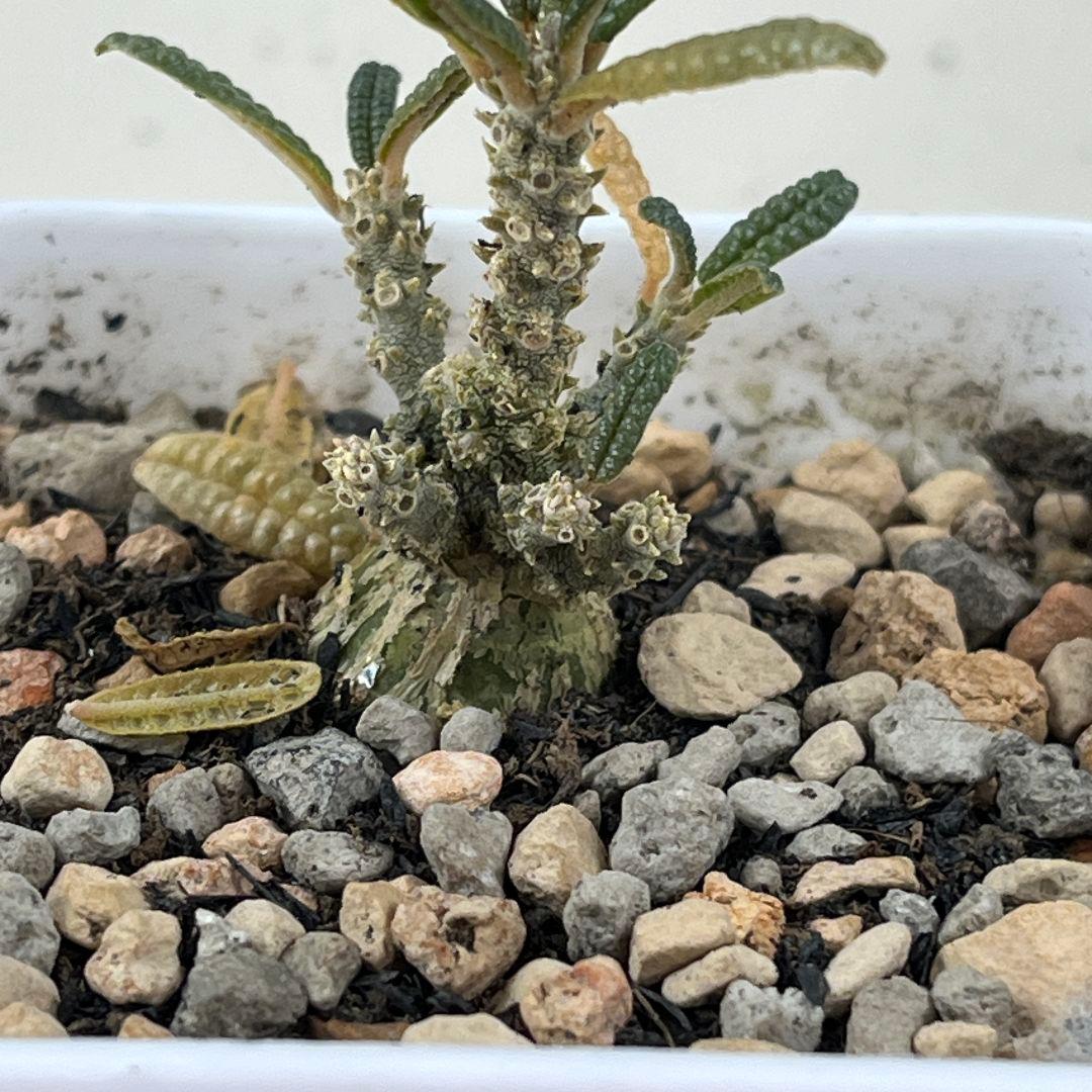 E32実生 まん丸 ドルステニア ギガス ブラータ