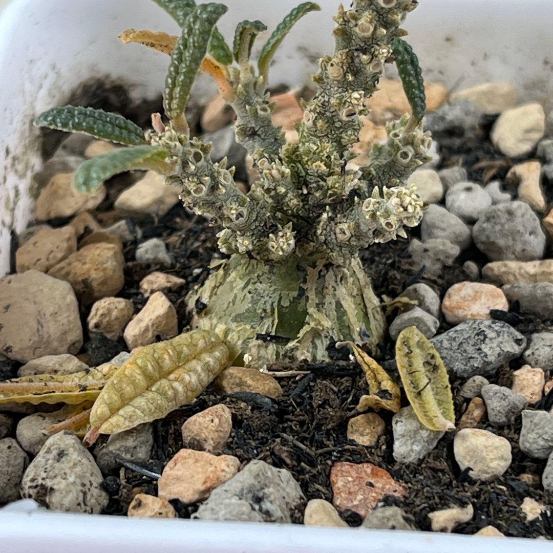 E32実生 まん丸 ドルステニア ギガス ブラータ