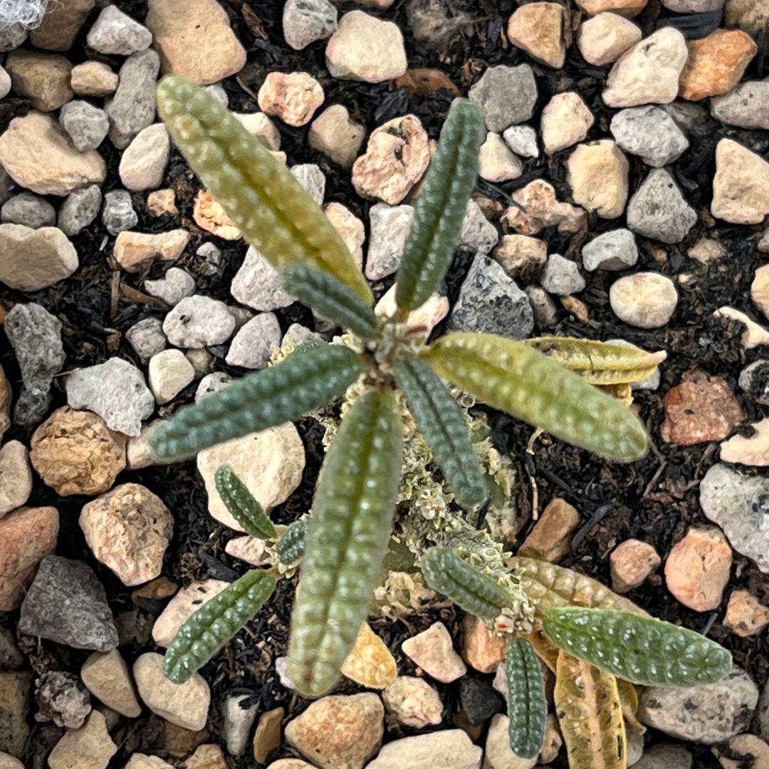 E32実生 まん丸 ドルステニア ギガス ブラータ