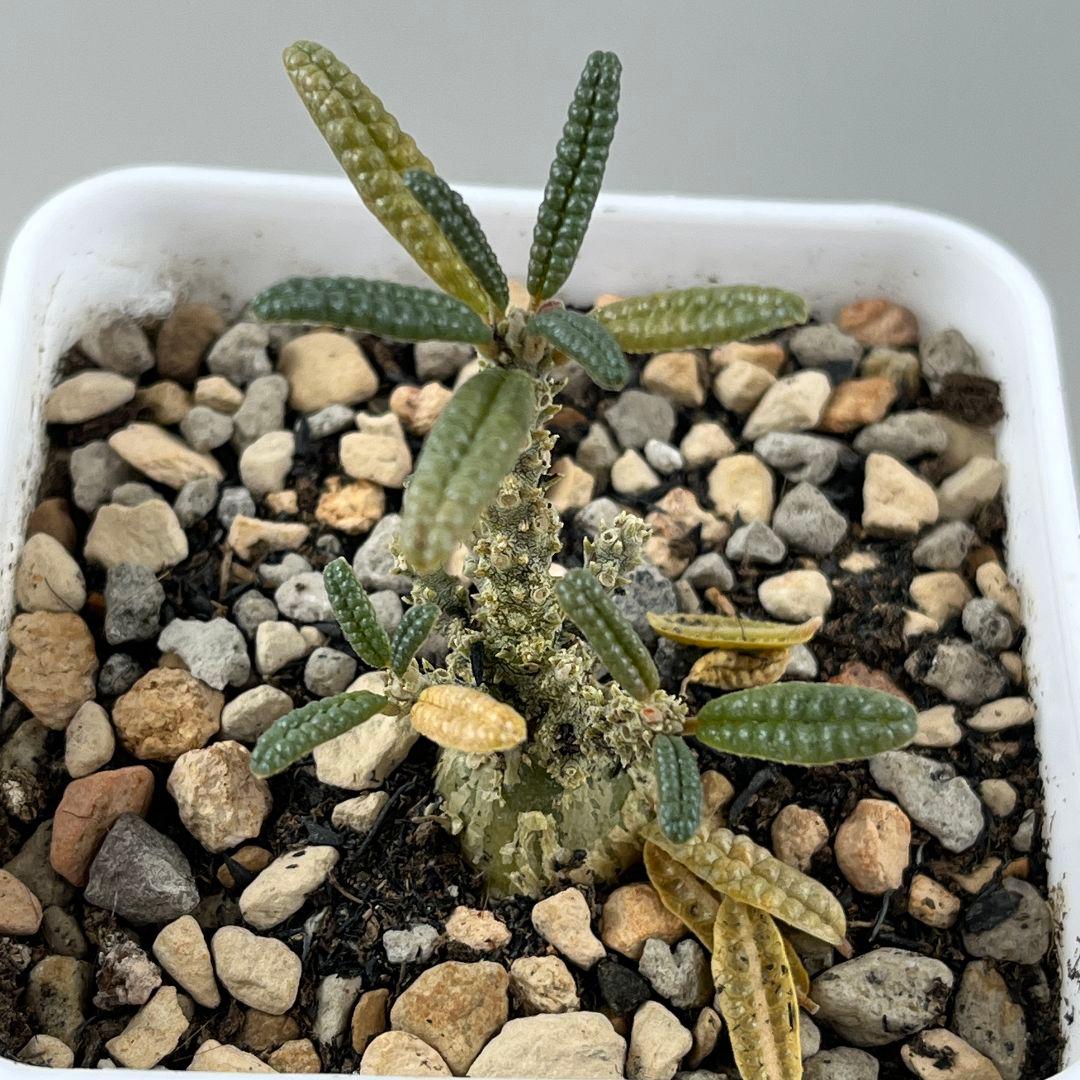 E32実生 まん丸 ドルステニア ギガス ブラータ