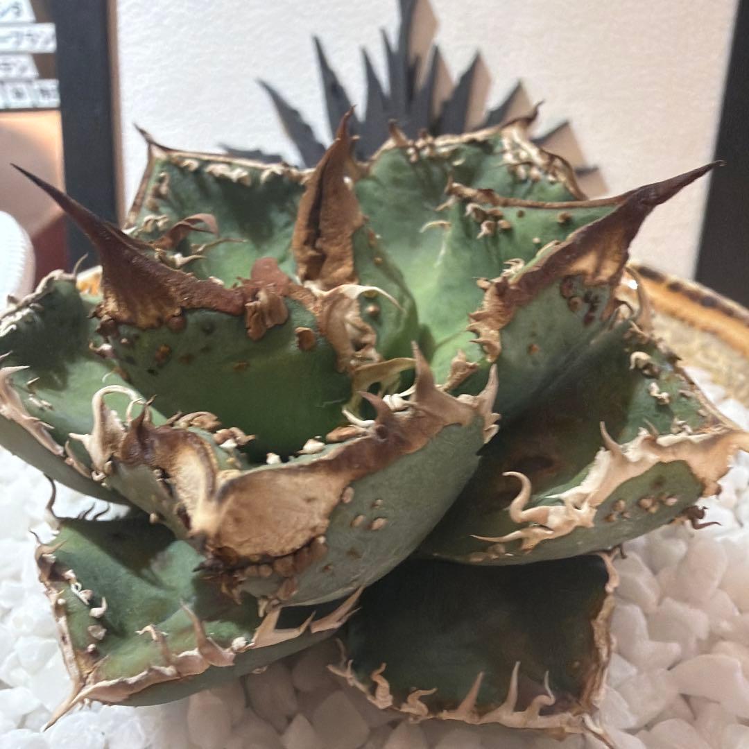 アガベ 麻花