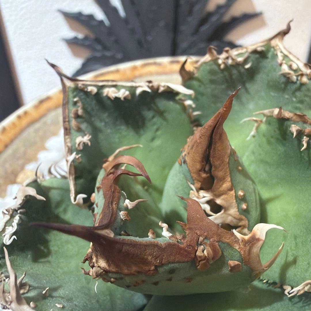 アガベ 麻花
