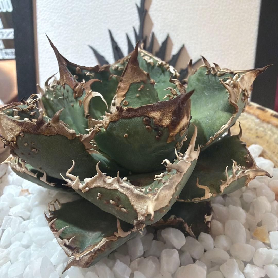 アガベ 麻花