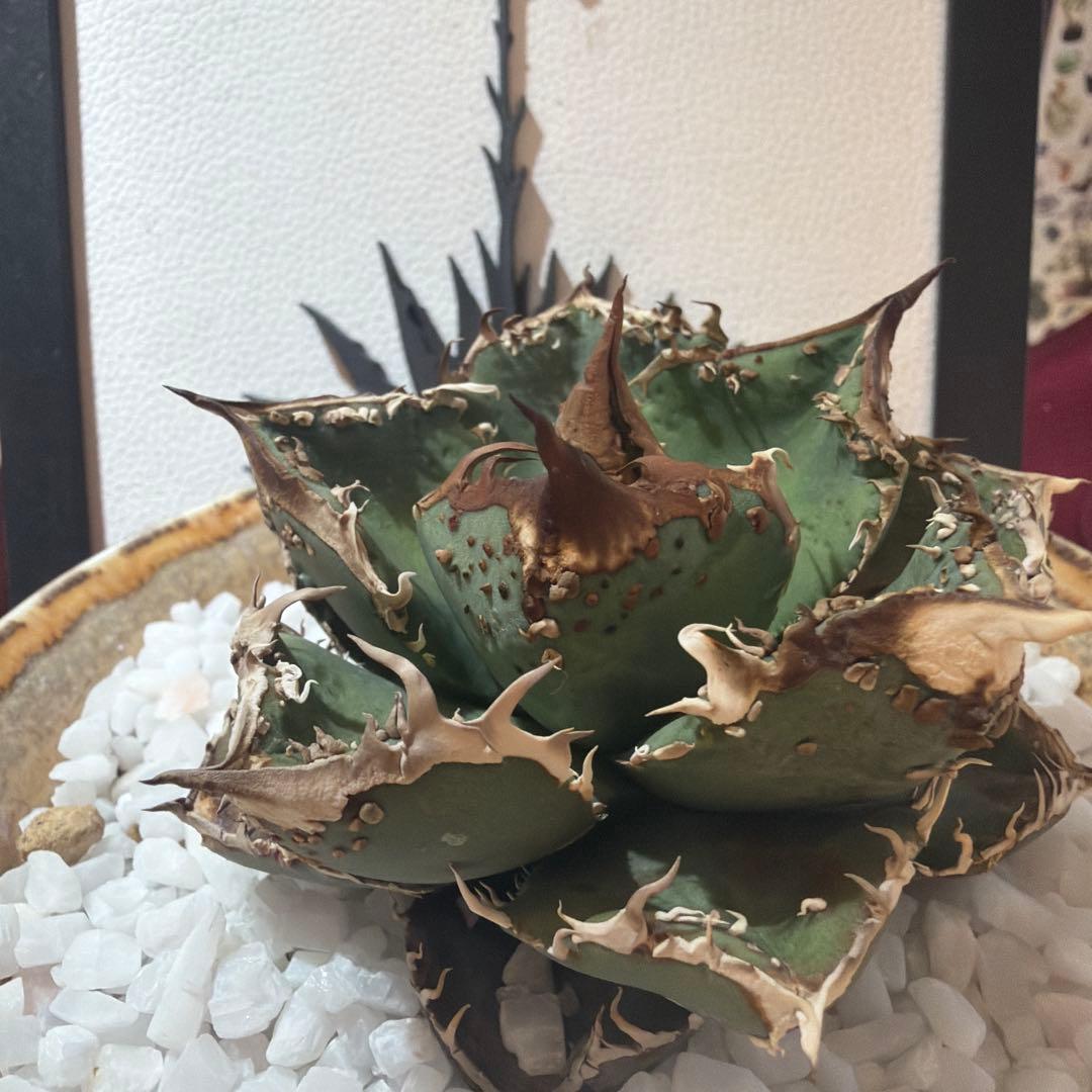 アガベ 麻花