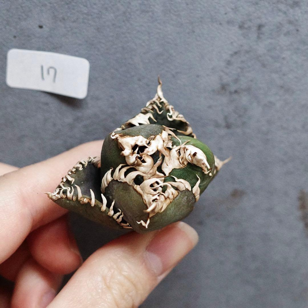 アガベ　チタノタ　オテロイ　金剛　キングコング　ボールタイプ　OC 17