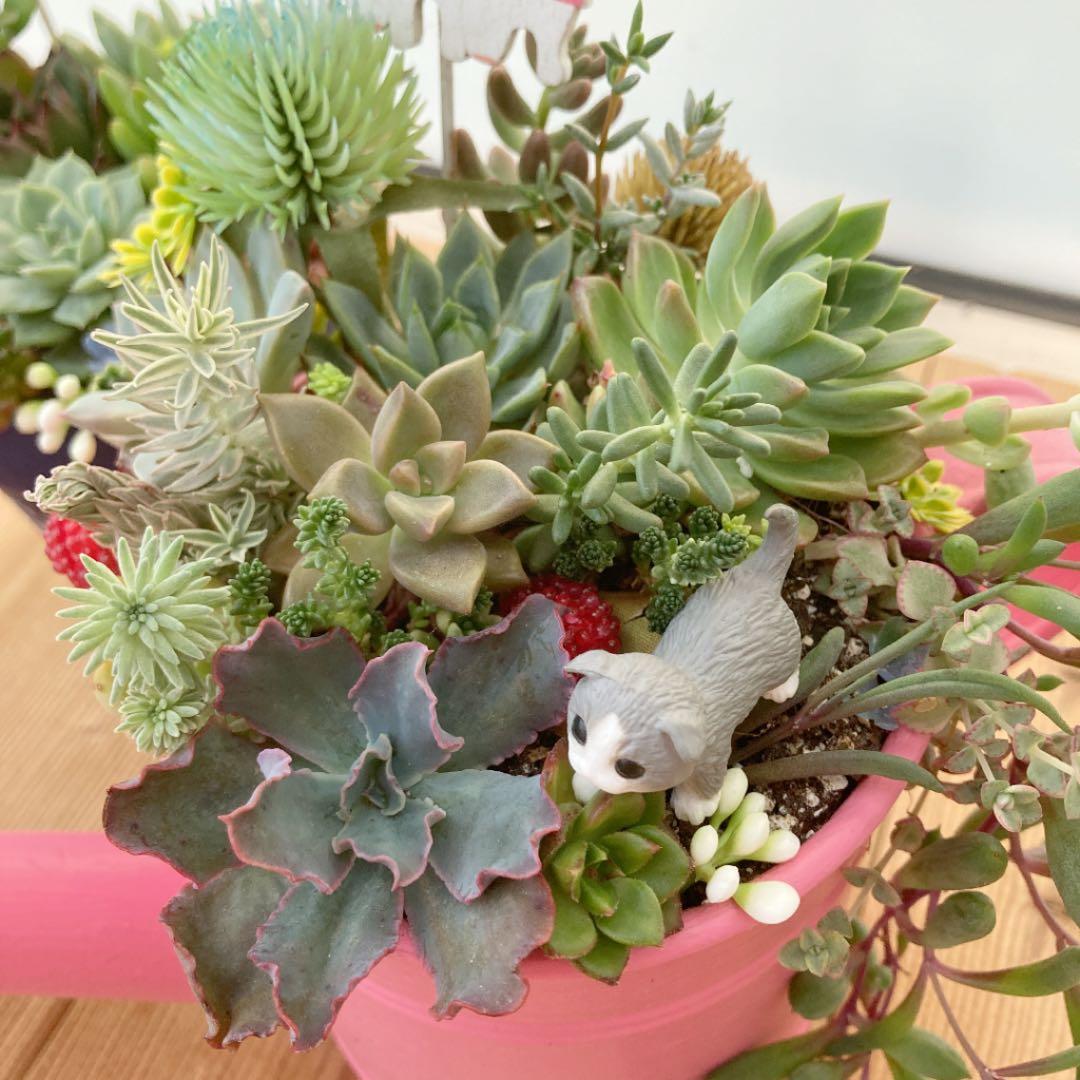 多肉植物　寄せ植え