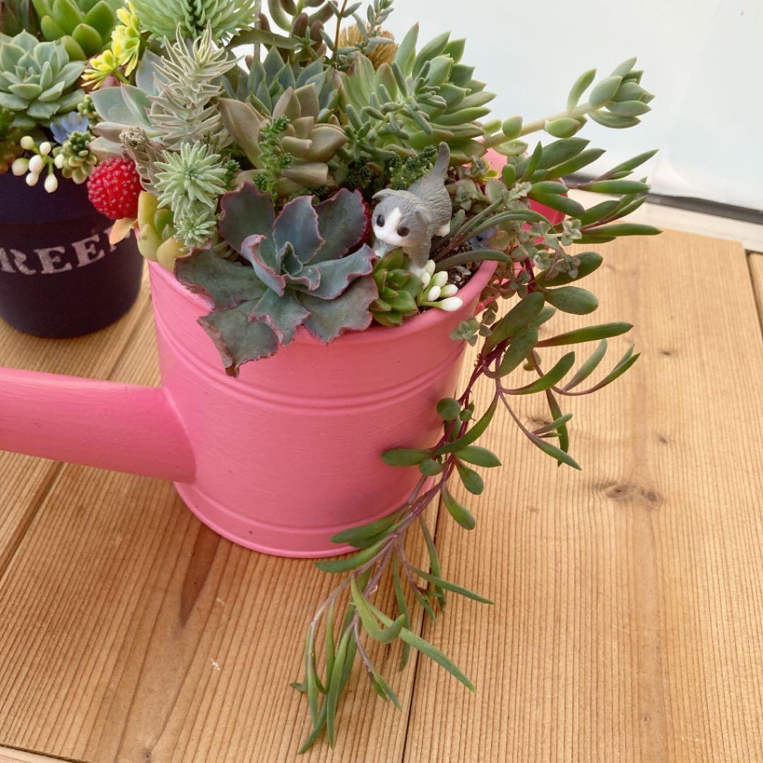 多肉植物　寄せ植え