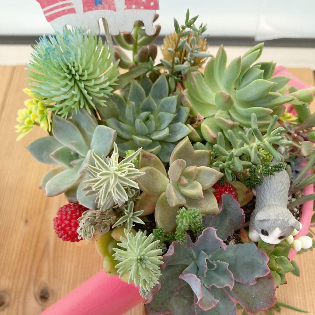 多肉植物　寄せ植え