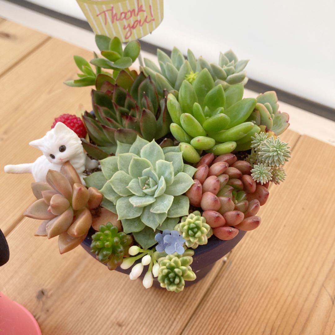 多肉植物　寄せ植え