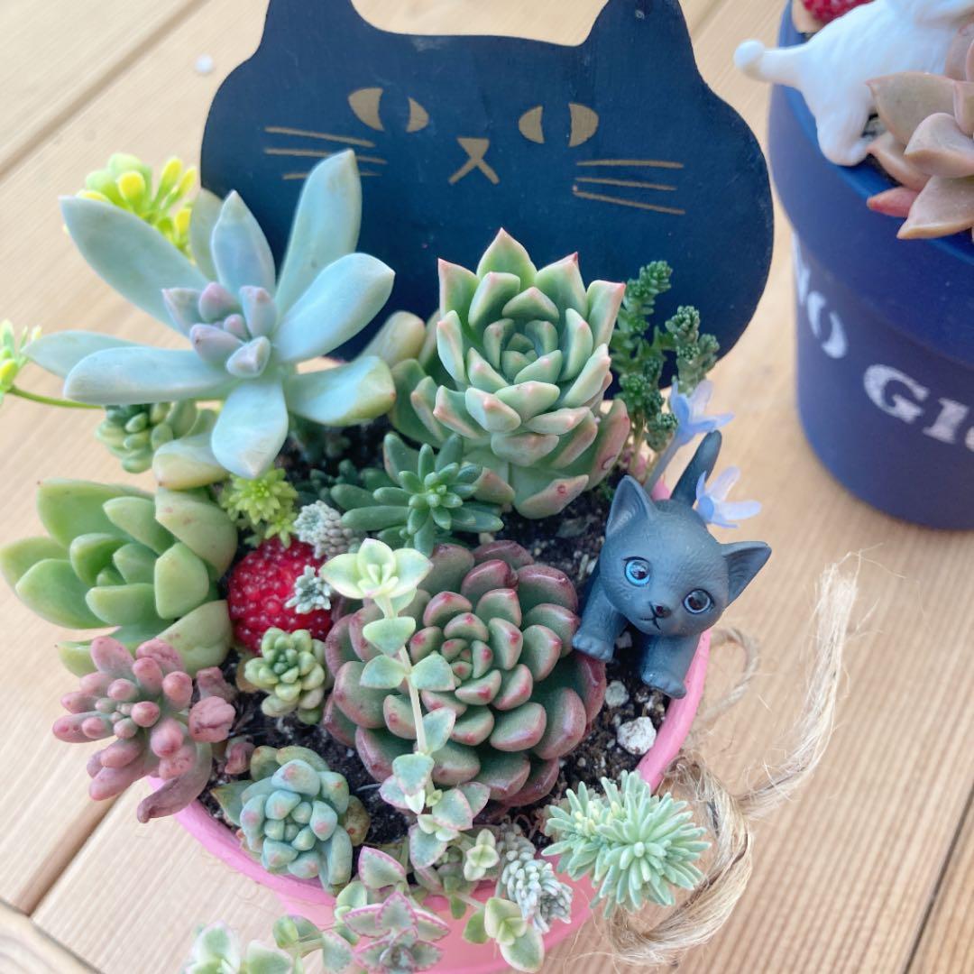 多肉植物　寄せ植え