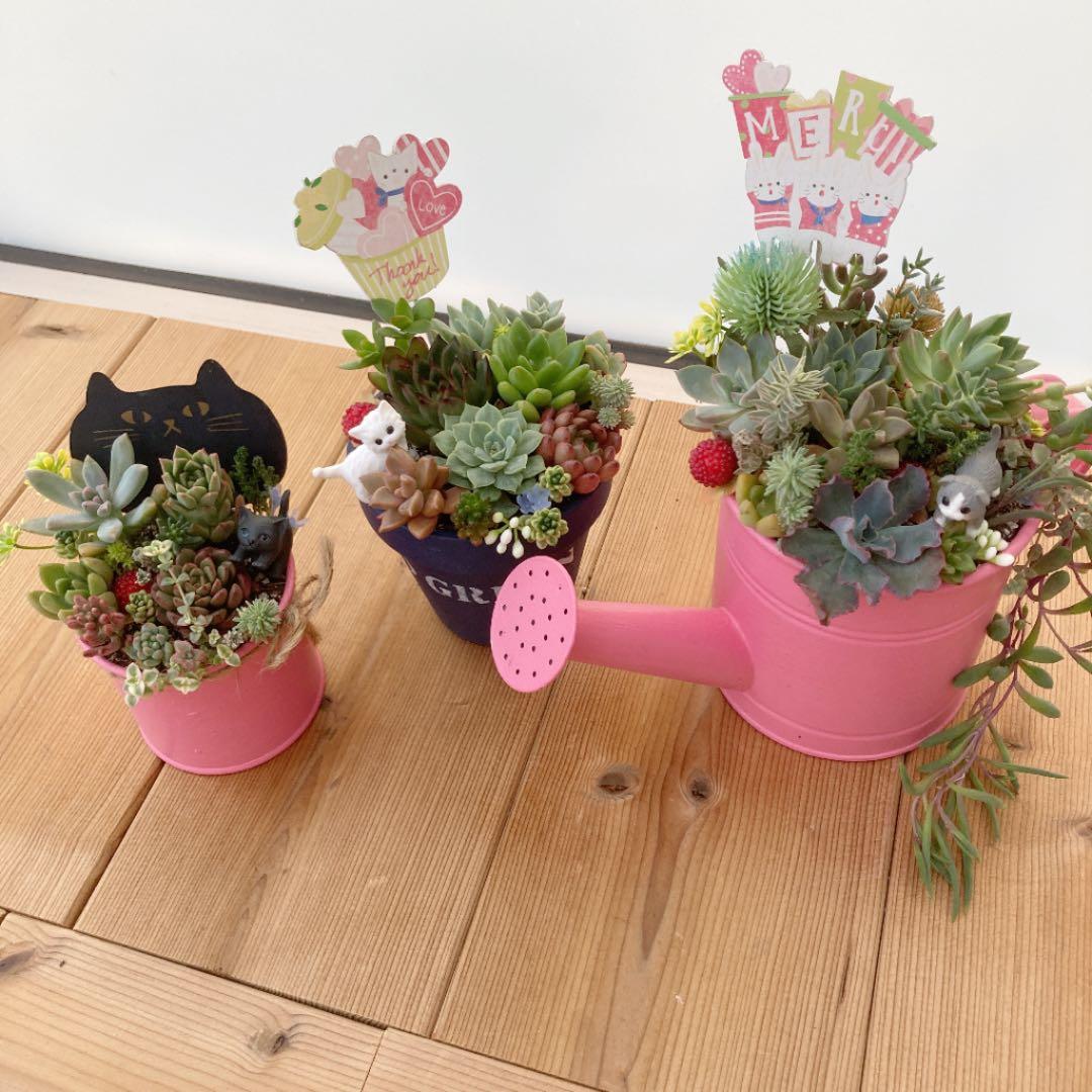 多肉植物　寄せ植え