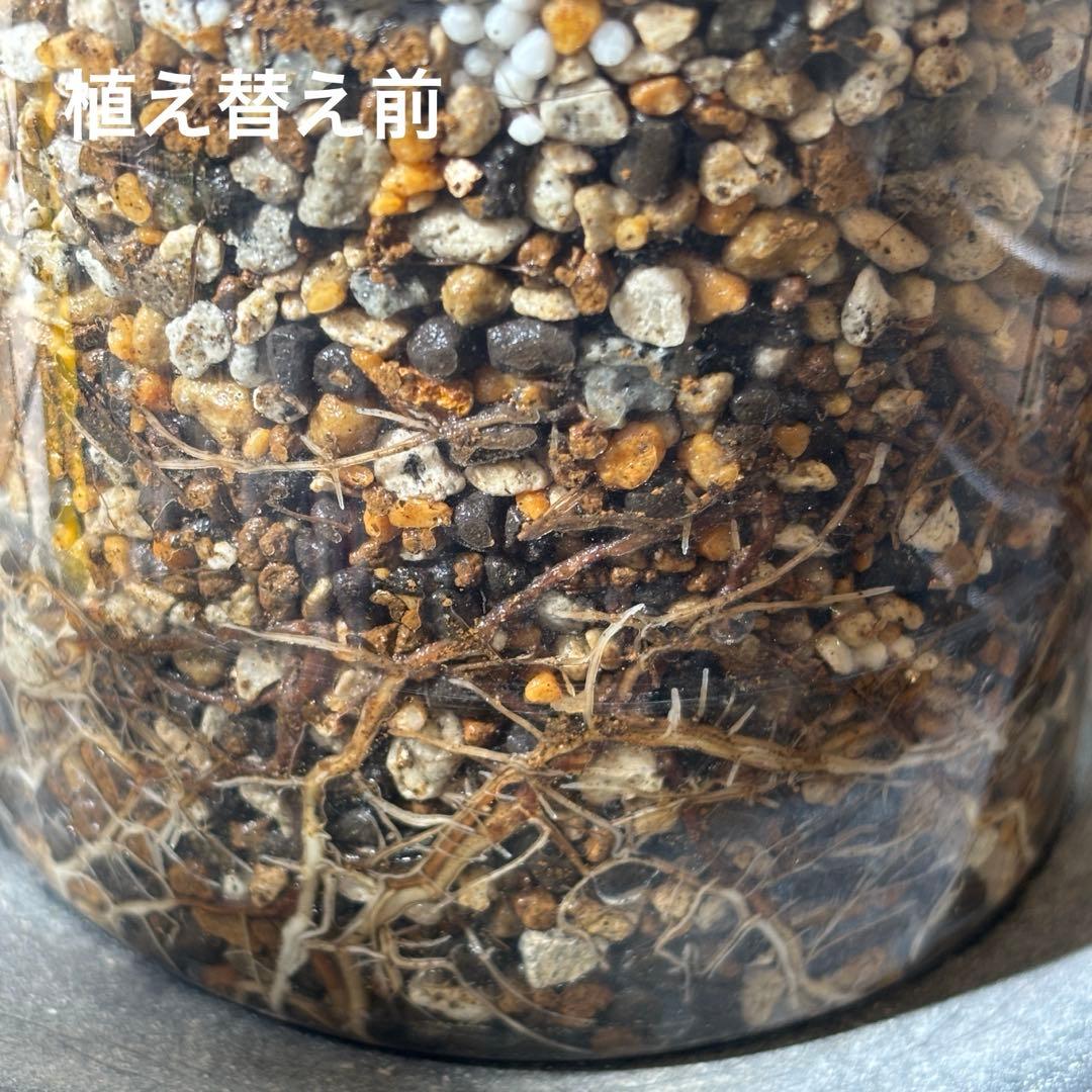 【発根済現地球】オペルクリカリアパキプス