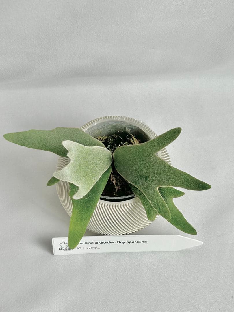【メルカリ便】P. wilinckii Golden Boy spore【5】