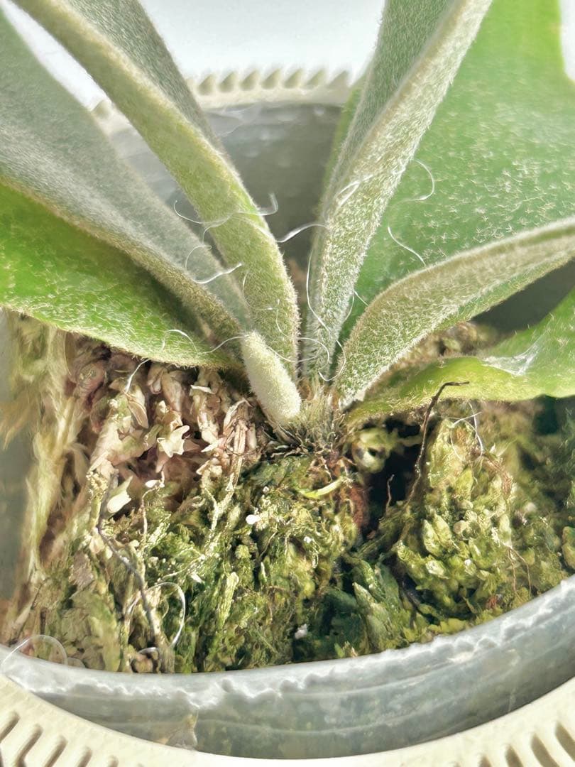 【メルカリ便】P. wilinckii Golden Boy spore【5】
