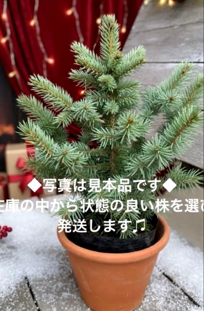 【安心の生産者仕入れ】ピセア　プンゲンス　コロラドトウヒ※お届け早いメルカリ便※