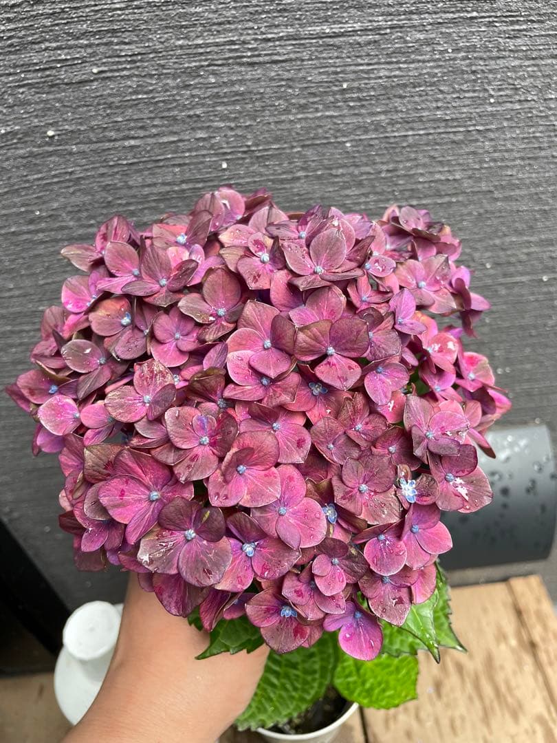 【花苗】4鉢限定　紫陽花　マジカルチョコレート　③ 特大花　正規品　タグ付き
