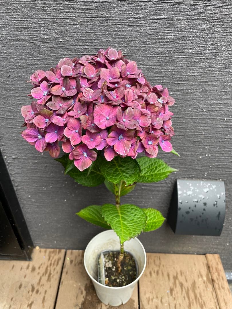 【花苗】4鉢限定　紫陽花　マジカルチョコレート　③ 特大花　正規品　タグ付き