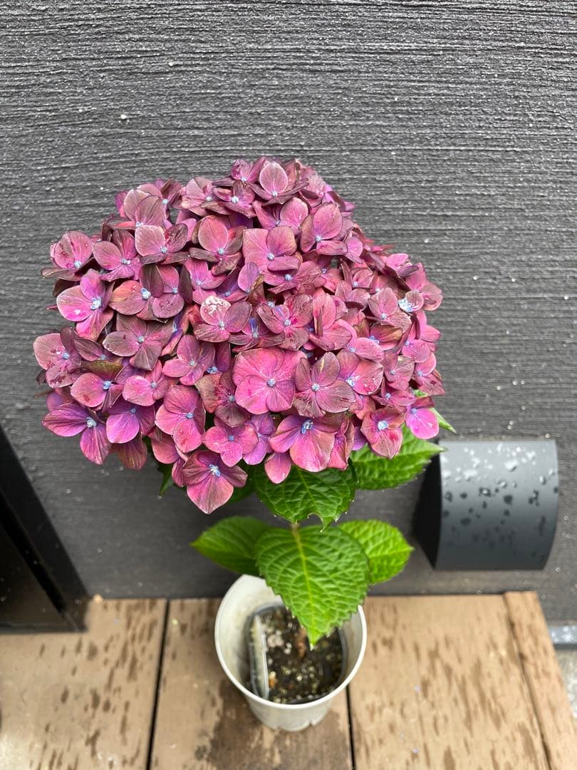 【花苗】4鉢限定　紫陽花　マジカルチョコレート　③ 特大花　正規品　タグ付き