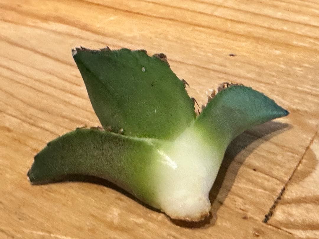 アガベ　王牙
