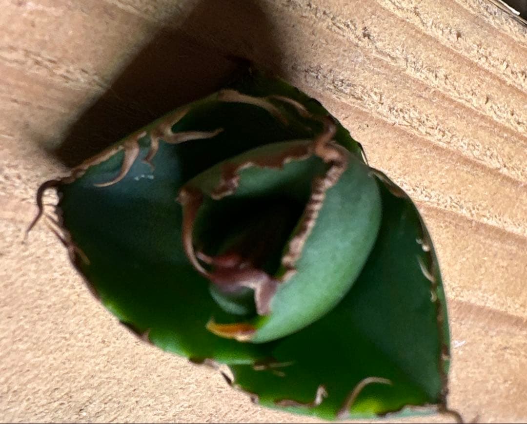 アガベ　王牙