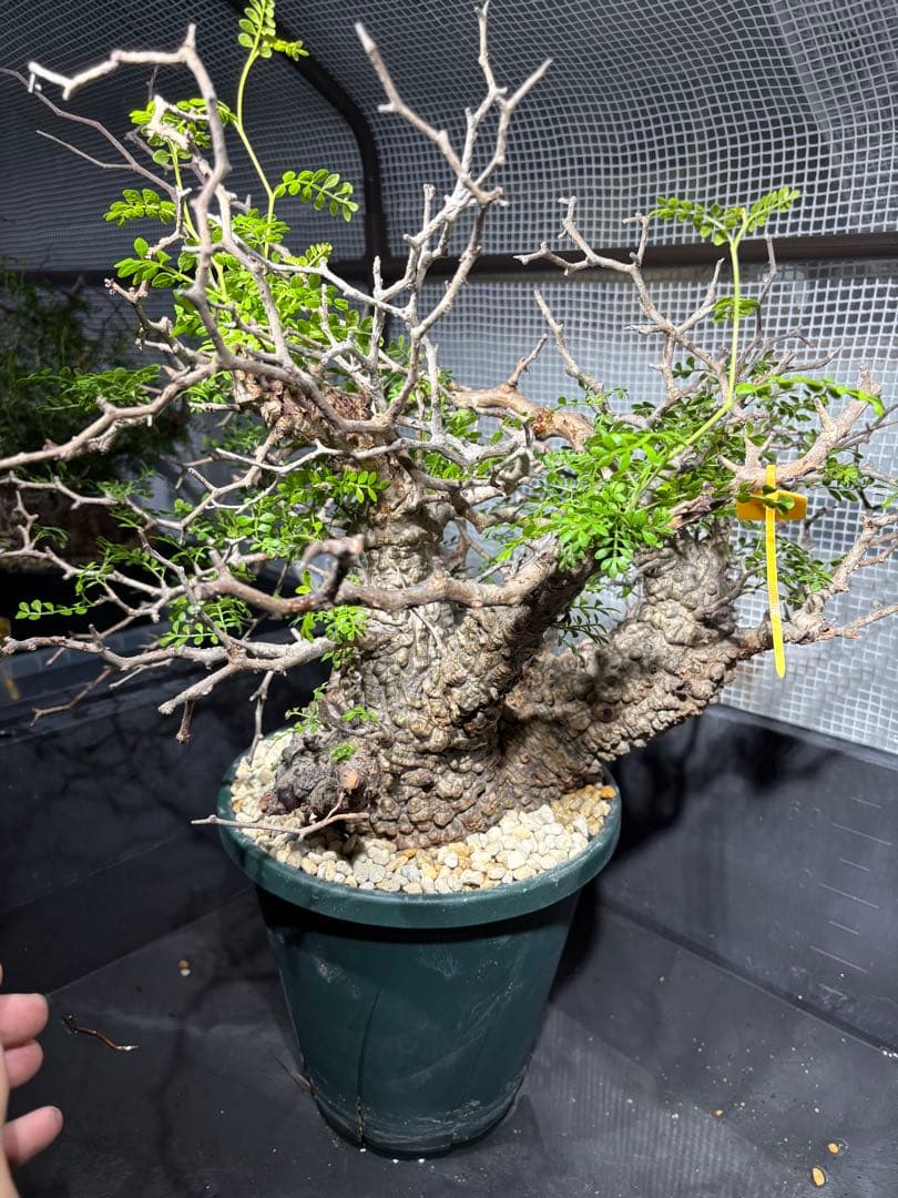 極上株 （パキプス） 大株／発根済／枝ぶり良好／発色・葉状態◎