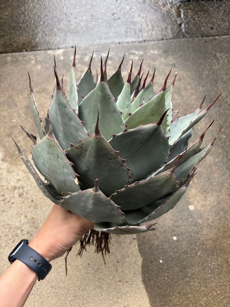 アガベ　パリーハイブリッド　検索　ライムストリーク　リップルエフェクト　オリザバ