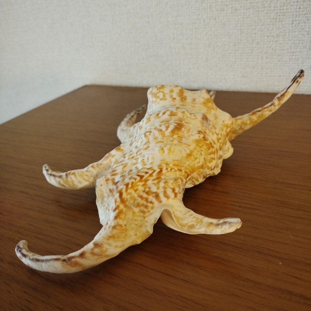 スイジガイの貝殻